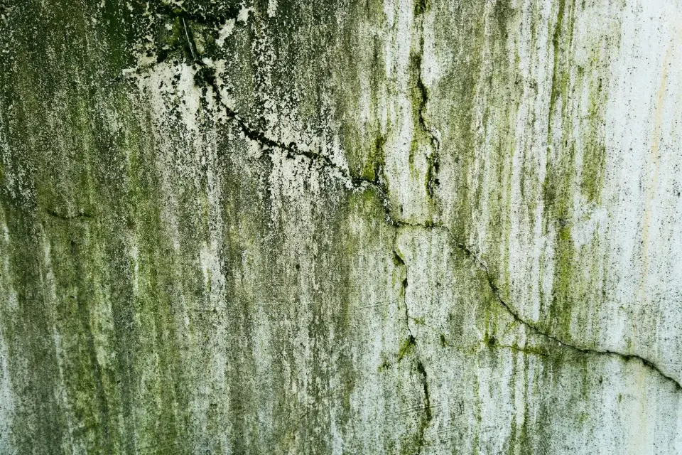 The Prime Peak Mold Removal Story: Dedicated to a Healthier Dallas